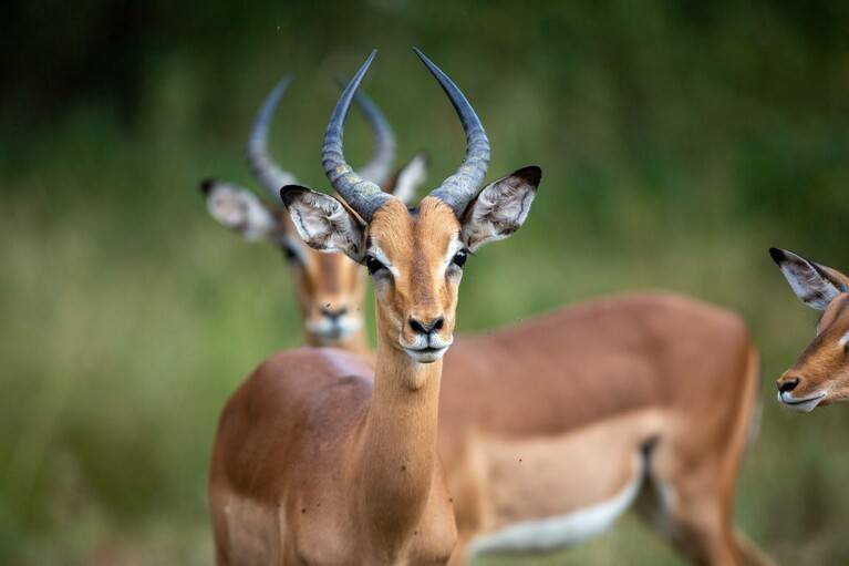 Faire un safari d’antilopes
