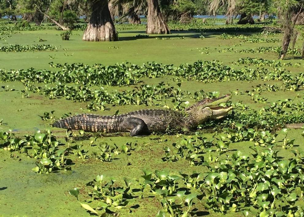 Dans le lac aux alligators
